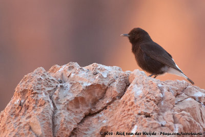 Black WheatearOenanthe leucura riggenbachi