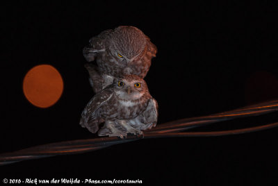 Little OwlAthene noctua glaux