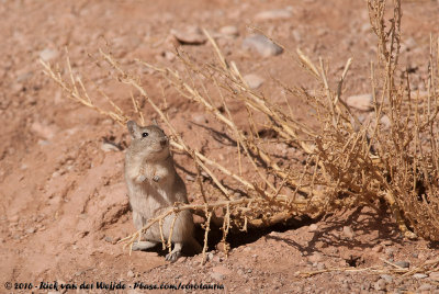 Moroccan Jird<br><i>Meriones grandis</i>