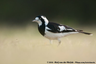 Magpie-LarkGrallina cyanoleuca cyanoleuca