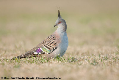 Crested PigeonOcyphaps lophotes lophotes