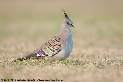 Crested Pigeon  (Spitskuifduif)