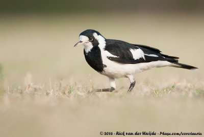 Magpie-LarkGrallina cyanoleuca cyanoleuca