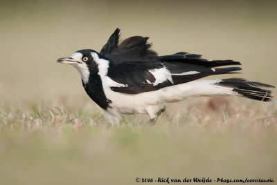 Magpie-LarkGrallina cyanoleuca cyanoleuca