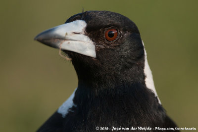 Australian MagpieGymnorhina tibicen tibicen