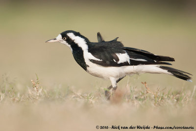 Magpie-LarkGrallina cyanoleuca cyanoleuca