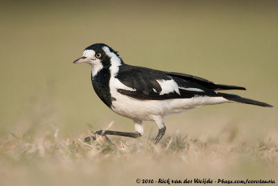 Magpie-LarkGrallina cyanoleuca cyanoleuca