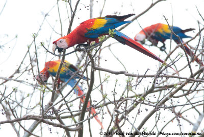 Scarlet Macaw  (Geelvleugelara)