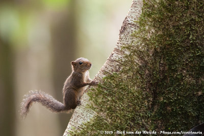 Central American Dwarf Squirrel  (Panamadwergeekhoorn)