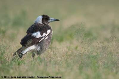 Australian MagpieGymnorhina tibicen tibicen