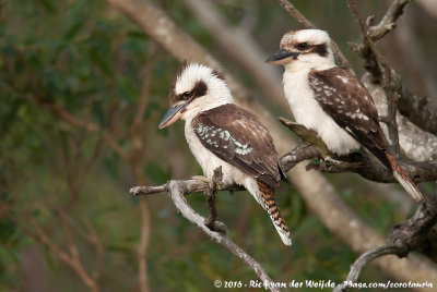 Laughing KookaburraDacelo novaeguineae novaeguineae