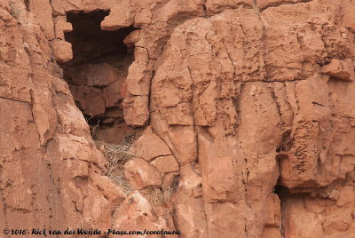 Pharaoh Eagle-Owl  (Woestijnoehoe)