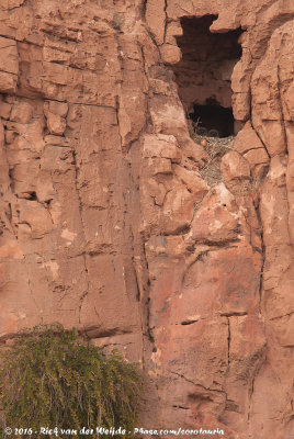 Pharaoh Eagle-Owl<br><i>Bubo ascalaphus</i>