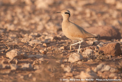 Cream-Colored CourserCursorius cursor cursor