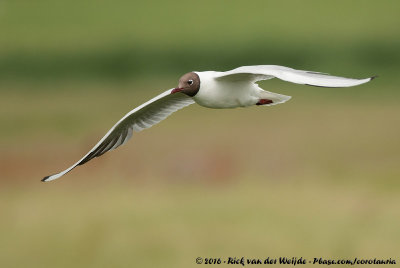 Black-Headed GullChroicocephalus ridibundus