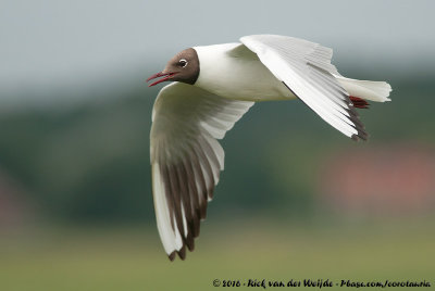 Black-Headed GullChroicocephalus ridibundus