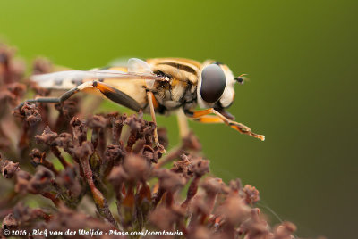 Large Tiger HoverflyHelophilus trivittatus