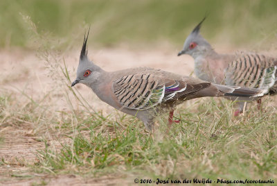 Crested PigeonOcyphaps lophotes lophotes