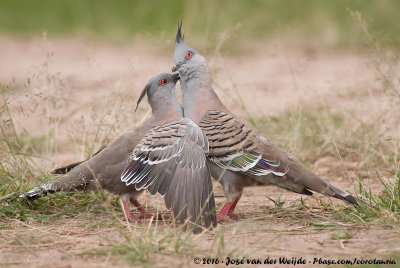 Crested PigeonOcyphaps lophotes lophotes