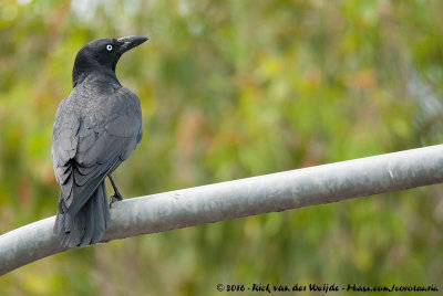 Torresian Crow  (Australische Kraai)