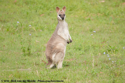 Whiptail WallabyNotamacropus parryi