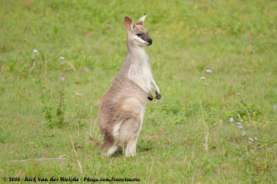 Whiptail Wallaby  (Witwangwallabie)