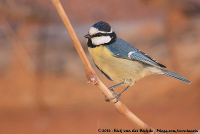 African Blue Tit<br><i>Cyanistes teneriffae ultramarinus</i>