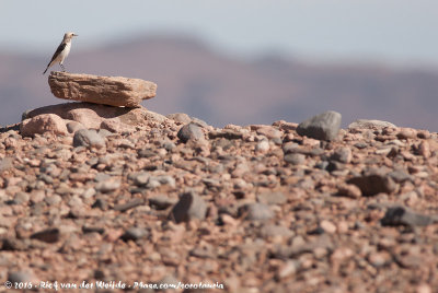 Maghreb Wheatear<br><i>Oenanthe halophila</i>