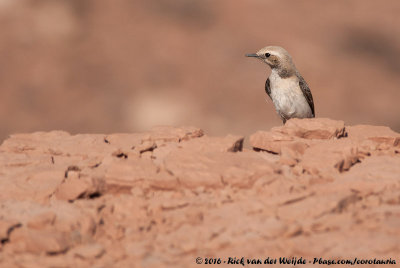 Maghreb WheatearOenanthe halophila