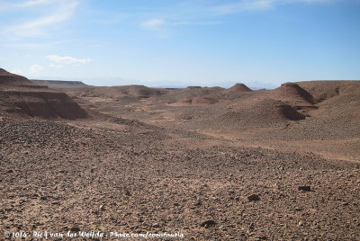 Maghreb Wheatear habitat