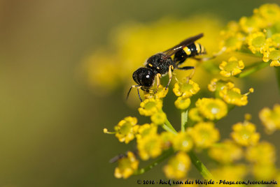 (Fly Hunting Wasp)Ectemnius continuus punctatus