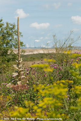 Dune flora with the Rotterdam harbour in the background