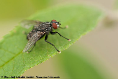 Flesh Flies  (Dambordvliegen)