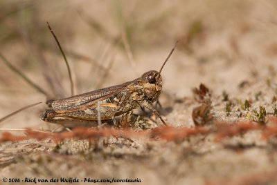Mottled GrasshopperMyrmeleotettix maculatus maculatus