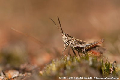 Bow-Winged GrasshopperChorthippus biguttulus biguttulus