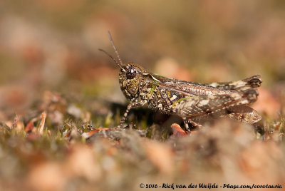 Mottled GrasshopperMyrmeleotettix maculatus maculatus