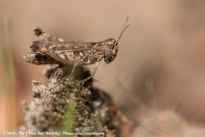 Mottled Grasshopper<br><i>Myrmeleotettix maculatus maculatus</i>