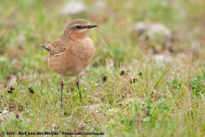 Northern WheatearOenanthe oenanthe oenanthe