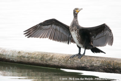 Great CormorantPhalacrocorax carbo sinensis