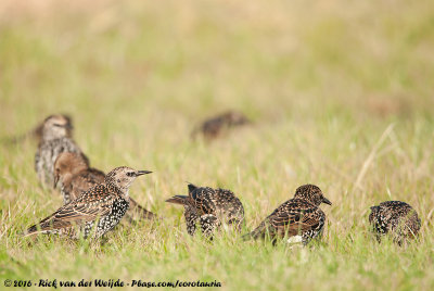 Common StarlingSturnus vulgaris vulgaris