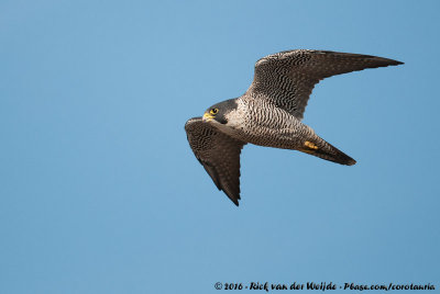 Peregrine Falcon<br><i>Falco peregrinus peregrinus</i>