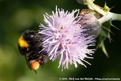 Buff-Tailed BumblebeeBombus terrestris terrestris