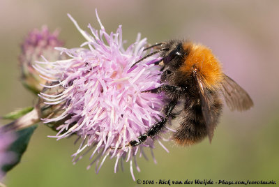 Common Carder Bumblebee (Akkerhommel)