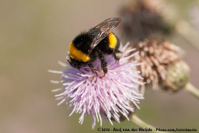 Buff-Tailed BumblebeeBombus terrestris terrestris