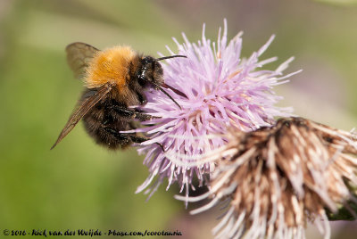 Common Carder BumblebeeBombus pascuorum moorselensis