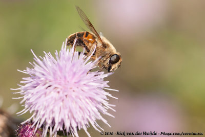 Drone FlyEristalis tenax