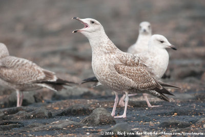 European Herring GullLarus argentatus ssp.