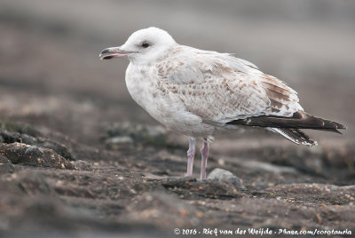 European Herring GullLarus argentatus ssp.