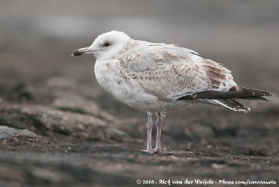 European Herring GullLarus argentatus ssp.