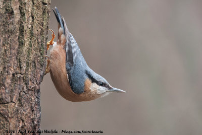 Nuthatches  (Boomklevers)